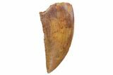 Serrated, Raptor Tooth - Real Dinosaur Tooth #124021-1